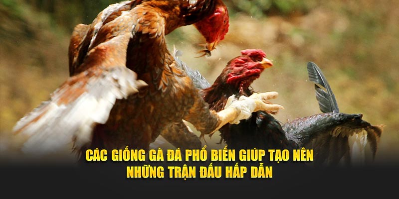 Các giống gà đá phổ biến giúp tạo nên những trận đấu hấp dẫn
