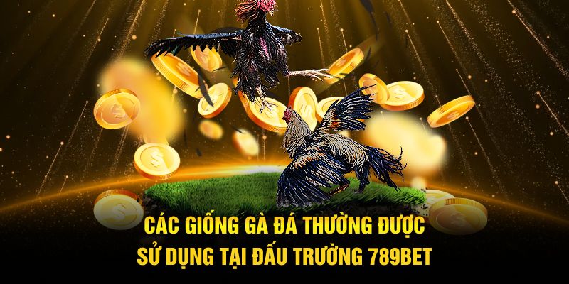 Các giống gà đá thường được sử dụng tại đấu trường 789BET