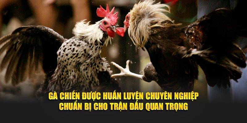 Gà chiến được huấn luyện chuyên nghiệp chuẩn bị cho trận đấu quan trọng