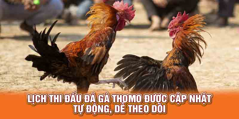 Lịch thi đấu đá gà Thomo được cập nhật tự động, dễ theo dõi